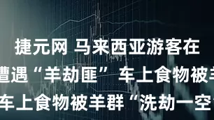 捷元网 马来西亚游客在四川平武遭遇“羊劫匪” 车上食物被羊群“洗劫一空”
